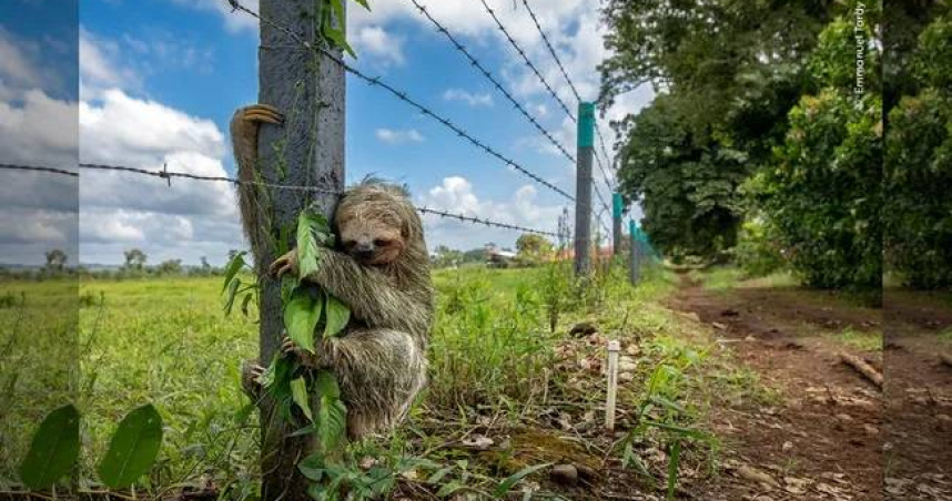 法國攝影師艾曼紐·塔迪拍攝的作品〈沒有地方比得上家〉，一隻三趾樹懶緊抱鐵絲網木柱，引發關注。（圖／Emmanuel Tardy／Wildlife Photographer of the Year）