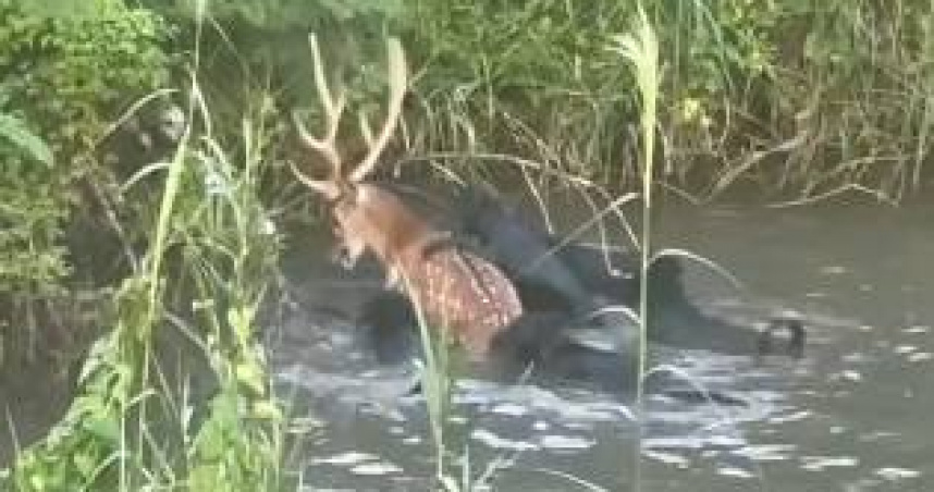 高雄馬頭山發生10隻流浪犬圍攻梅花鹿事件，梅花鹿在水中掙扎發出悲鳴。（圖／翻攝自高雄市馬頭山自然人文協會臉書）