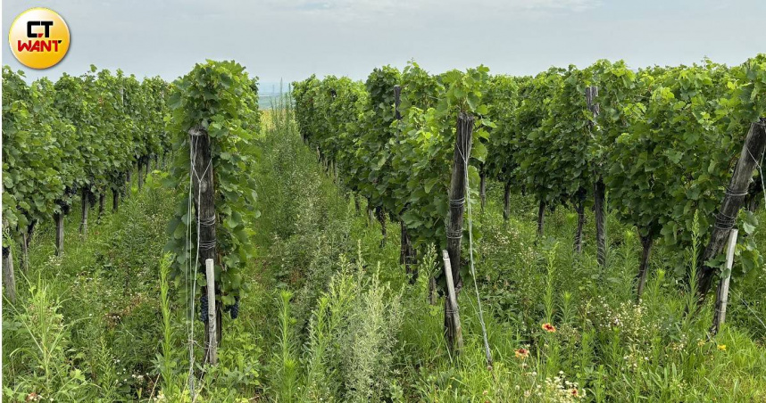 煙台盛產蘋果、櫻桃，緯度及氣候也適合種植釀酒用葡萄，是中國的葡萄酒之鄉。（圖╱王若攝）