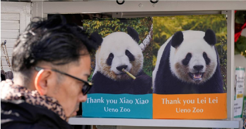 日本境內最後2隻大貓熊「曉曉」（左）與「蕾蕾」（右）將於1月27日歸還中國。（圖／達志／美聯社）