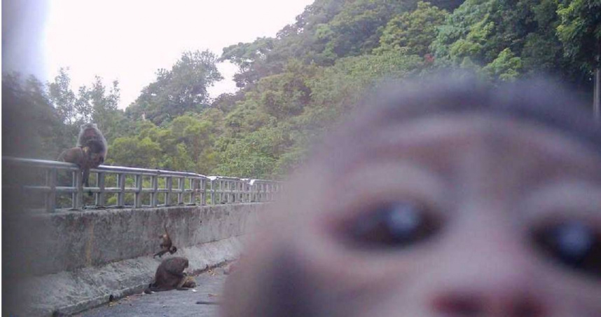 遊客違法餵食的行為全被一旁的猴兄掌鏡拍下。（圖／翻攝陽明山國家公園臉書）