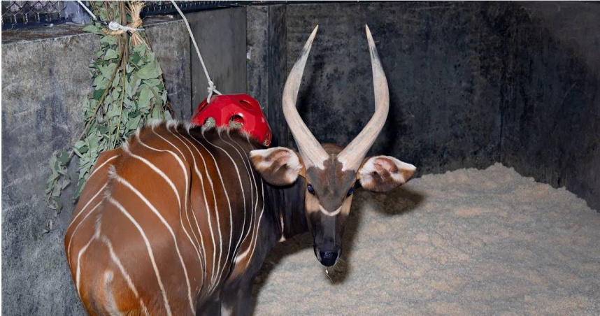 休士頓動物園調度年輕的雄性山地斑哥條紋羚「Harris」來台。（圖／翻攝自Facebook／Taipei Zoo 臺北市立動物園﻿）