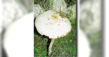 路邊野菇不要採!南投男採不明菇菌煮食 一家5口中毒送醫