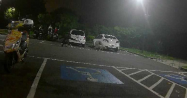 BB槍狂射流浪犬 男稱自衛遭打臉