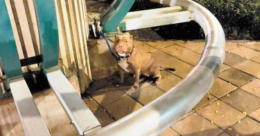 比特犬花博園區咬死貴賓狗 飼主初判被罰3萬元