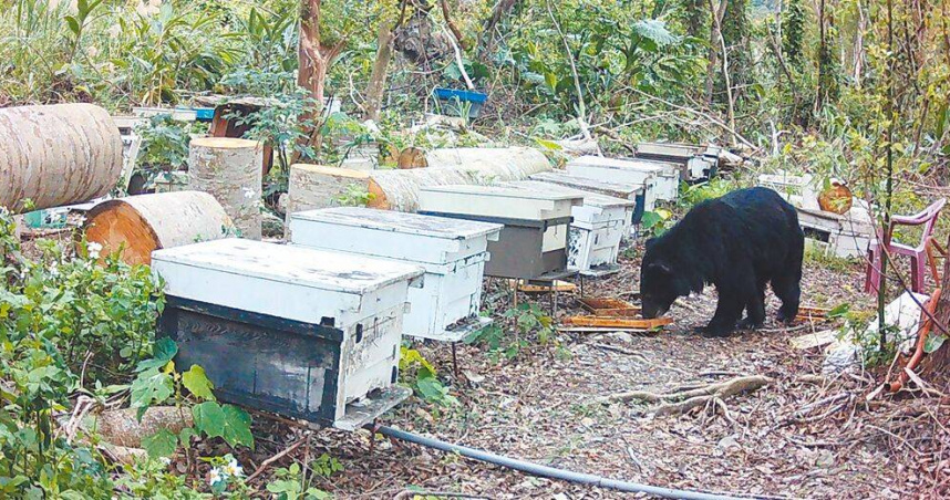 花蓮縣卓溪鄉一處養蜂場遭體重約30公斤的台灣黑熊入侵，破壞20個蜂箱大啖蜂蜜大餐。（圖／林業及自然保育署花蓮分署提供／中國時報王志偉花蓮傳真）