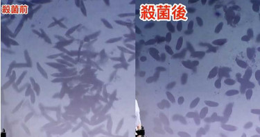 【殺毒神器3】實測紫外線UVC殺菌 180秒細菌馬上「縮起來」
