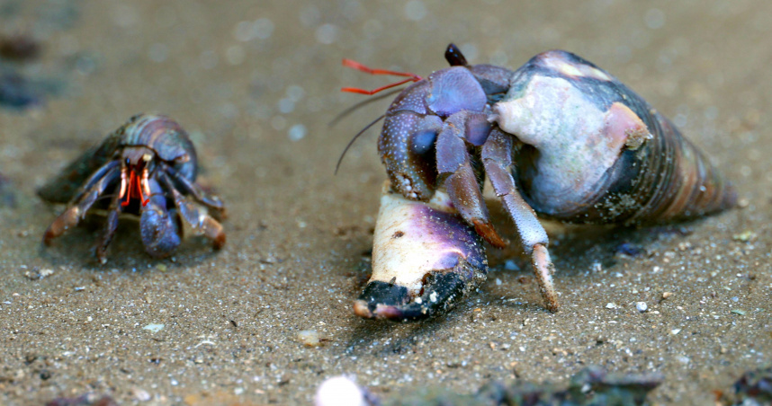 寄居蟹示意圖。（圖／達志／美聯社）