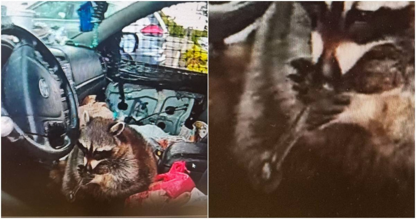 近日，美國俄亥俄州警方在路邊進行例行臨檢時，在路邊發現一台可疑車輛，並發現一隻寵物浣熊正大搖大擺的坐在駕駛座上，嘴裡還叼著一根冰毒管。（圖／翻攝FB／Springfield Township Police Department）