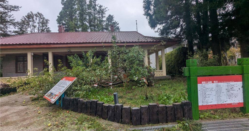 福壽山農場樹齡逾50年的「蘋果王」不敵楊柳颱風強風，主幹從根部斷裂走入歷史。（圖／翻攝畫面）