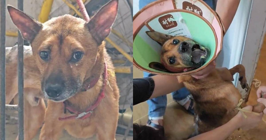 中國重慶一隻忠犬在主人過世後，依舊不肯離開屋子。（圖／翻攝封面新聞）