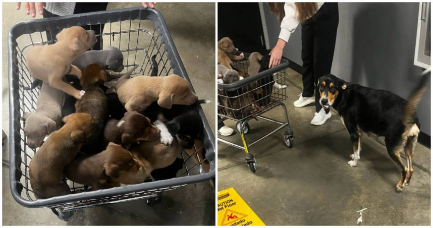 美國一處動物收容所發生了一起狗寶寶們的「集體越獄」事件。（圖／翻攝FB／Greenville Humane Society）