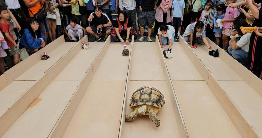 屏東縣議員李世斌舉辦龜兔賽跑，烏龜一度遙遙領先兔子。（圖／報系資料照）