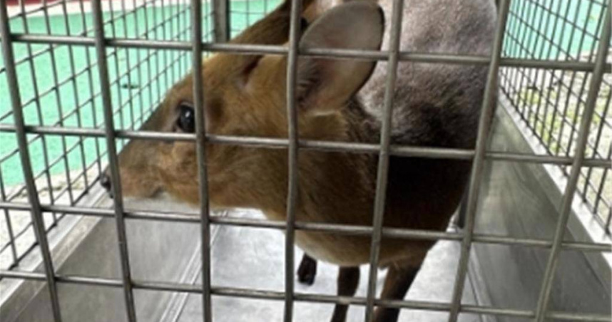 北市文山區一處早餐店30日有山羌闖入，北市動保處接獲通報後前往救援，已於山區野外。（圖／北市動保處提供）