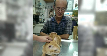 飼主惡夢2/後台超硬?無照獸醫被檢舉 秒找民代向官員施壓