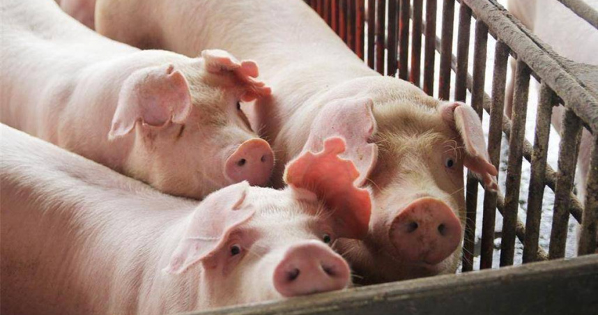 中鋼子公司中鋼通運公司高層收到豬頭，黃姓工會理事因涉嫌外洩高層個資被法院判刑還要賠錢。（圖／報系資料照）