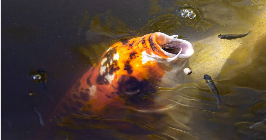 公平交易委員會今（13）日宣布，國內5家魚飼料業者「全興」、「大成長城」、「福壽」、「泰山」及「漁大」，因同時在2022年6月10日發送漲價通知單，並同步調漲價格，涉及「聯合行為」，合計重罰1200萬元。（圖／翻攝unsplash）