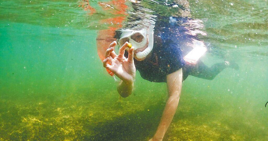 好好善待動物協會、水試所東部中心及台東區漁會三方合作，在台東富山漁業保育區推動海草復育計畫，浮潛志工下水採集「泰來草」海草果實。（圖／好好善待動物協會提供／中國時報蕭嘉蕙台東傳真）