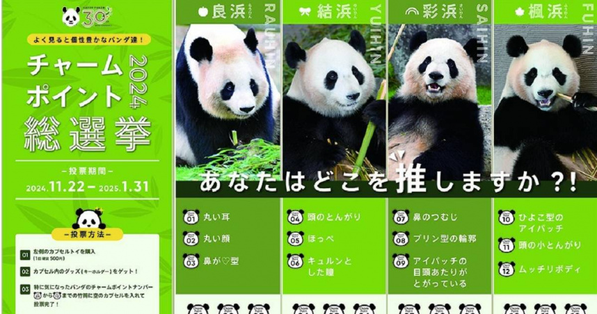 日本和歌山白濱町「冒險大世界遊樂園」曾為4隻貓熊舉辦魅力點數選舉賽。（圖／翻攝自臉書／アドベンチャーワールド（Adventure world））