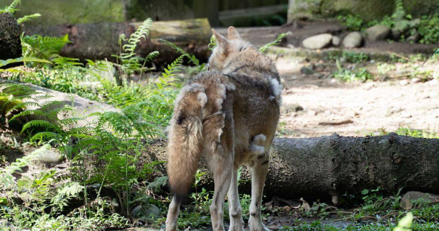 溫帶動物區的灰狼「沃夫」，全身上下掛著小毛團；到了春末夏初之際，脫去厚重的內層毛，只留下較薄的外層毛。（圖／翻攝畫面）