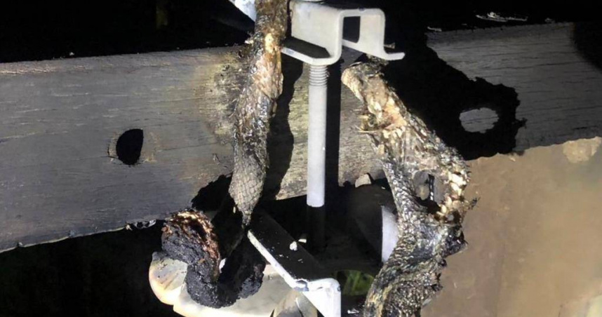 造成古坑鄉4000多戶大停電10秒，台電人員發現一條蛇燒焦在電線桿上。（ 圖／雲林台電區處）