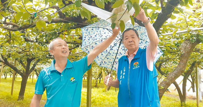 颱風丹娜絲來襲，梨農以「吊床式」布袋吊掛技術穩固果實，成功防範風災損害。（圖／中國時報呂麗甄攝）