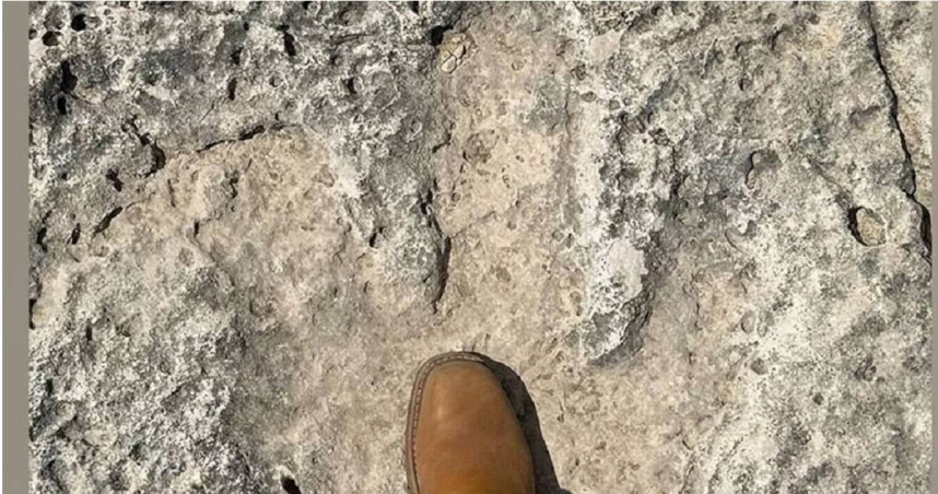 德州特拉維斯郡洪水過後，志工在大桑迪溪河床發現至少15枚恐龍腳印，經專家鑑定屬高棘龍所留。（圖／翻攝自X ，下同）