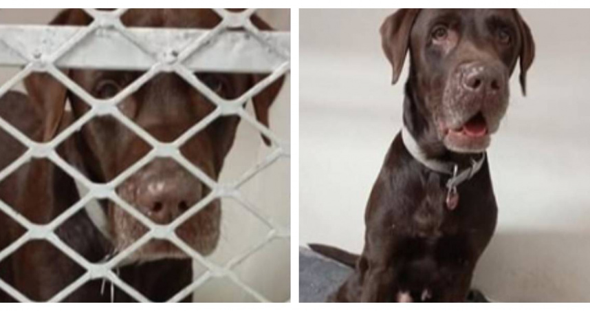 導盲犬阿奇與主人一同被南非救援人員帶回岸邊，成為這場海難中的倖存者。