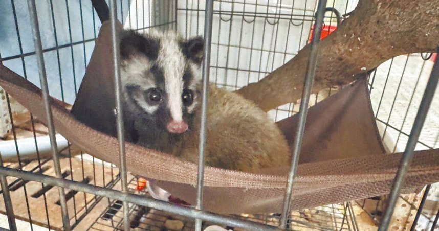 花蓮市長魏嘉彥日前在市區發現一隻白鼻心母獸疑遭撞死，母獸懷裡還有存活的幼獸，魏隨即將2隻白鼻心移置到路旁避免再遭輾壓，並通報救援。（圖／魏嘉彥提供／中國時報王志偉花蓮傳真）