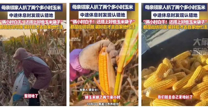 全家誤入鄰地勞作兩小時，汗水灌溉的卻是鄰居的玉米田。（圖／翻攝自微博，我迷了鹿live）