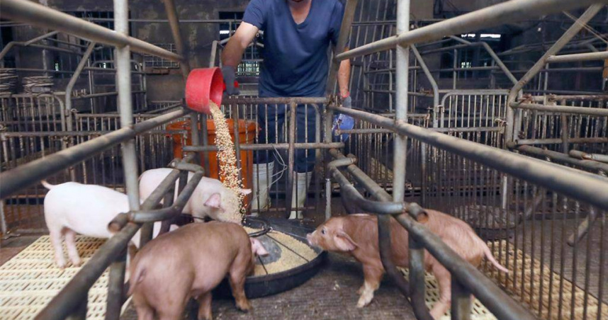 台中市某養豬場驗出非洲豬瘟陽性，還被查出未依規定上傳廚餘蒸煮紀錄，台中市長盧秀燕強調，要求飼主上傳照片又沒有罰責問題比較大，已建議立委進行修法，環境部對此回應了。圖為豬農正在餵食豬隻，非當事養豬場。（示意圖／報系資料照）