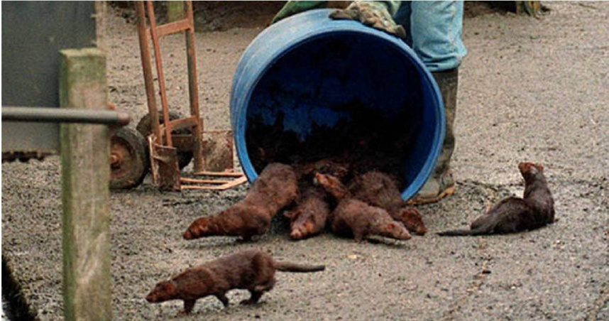 1998年漢普郡水貂放生事件造成生態破壞，克莉絲汀被揭露曾參與其中。（示意圖／達志／美聯社）