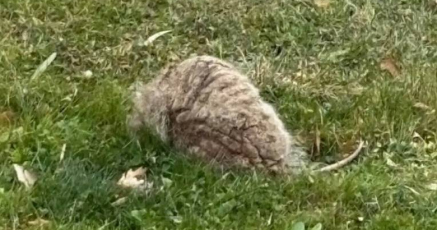 古德曼（Erin Gudeman）上週末返家時，發現自家前院有一個形狀怪異的物體。（圖／翻攝自臉書，Michigan Wildlife Rescue, Help, and Education）