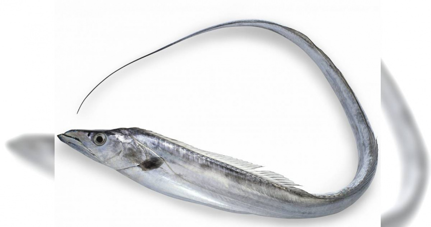 營養師曾建銘表示，白帶魚的蛋白質，但較其他魚更容易吸附油脂。（示意圖／photoAC）