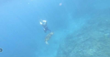 遊小琉球隨意騷擾海龜 無聊男子摸一把恐噴50萬