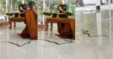 眾生皆有靈性!青蛇闖誦經佛寺 對佛像低頭後飄然離開