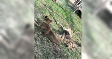 不能演出沒用了 猛獅瘦到皮包骨