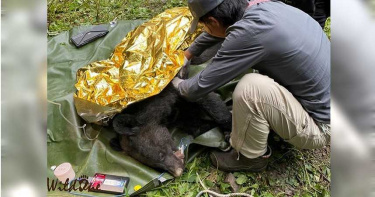 讓牠回家1/山羌遭斷喉震撼正妹獸醫 成立東部野生動物醫院與天搶命