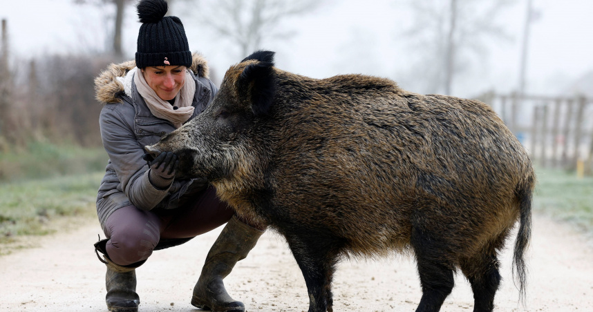 女馬場主Elodie Cappe與她的寵物野豬。（圖／達志／路透社）