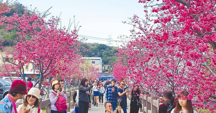 台中后里泰安櫻花季去年吸引大批遊客造訪。（圖／報系資料照）