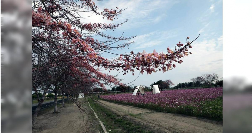 每年3月中是台南市西港區金砂花旗木花季，今年受到連續幾波低溫的影響花期延後，目前僅有2成綻放。（圖／台南市政府提供／中國時報洪榮志台南傳真）