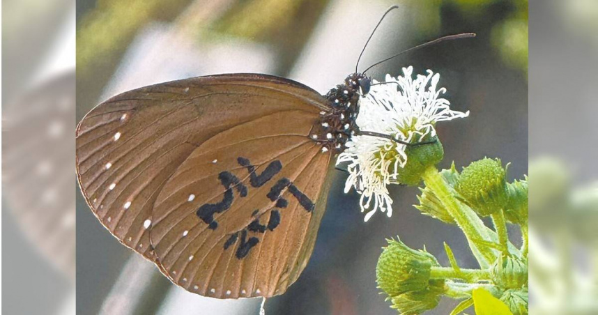 今年2月7日於高雄市茂林區標放的1隻紫斑蝶，歷經73天、飛越146公里，於4月21日在台中市大肚山台積電F15B廠區的蜜源植物上被蝶友余承叡發現，成功實證紫斑蝶春季北遷路徑。（圖／余承叡提供／中國時報林雅惠高雄傳真）