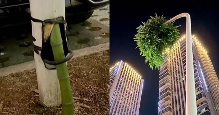 大陸浙江省紹興市新昌縣世貿廣場停車場內1棵竹子近日意外走紅網路。（圖／翻攝自極目新聞）