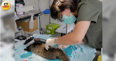 讓牠回家2/車禍吊索捕獸夾 野生動物受傷原因都是「人」