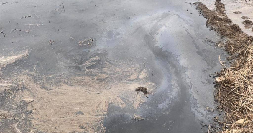 桃園市大園區吳厝路329號附近1處農田，疑遭廢水汙染，造成稻田大面積充斥黑色廢水，且水面上漂散油汙，地方接獲民眾陳情抵現場，要求相關單位前往稽察。（圖／游吾和提供）