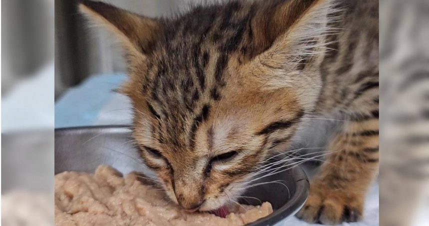 新北動保處呼籲飼主在吃好料的同時要注意寵物飲食安全，避免寵物食用不當的食物，切勿因為寵物討要就餵食，危害寵物健康。（動保處提供）