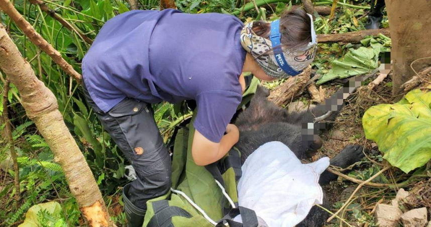 獸醫以吹箭麻醉台灣黑熊。（圖／林業保育署台東分署提供）