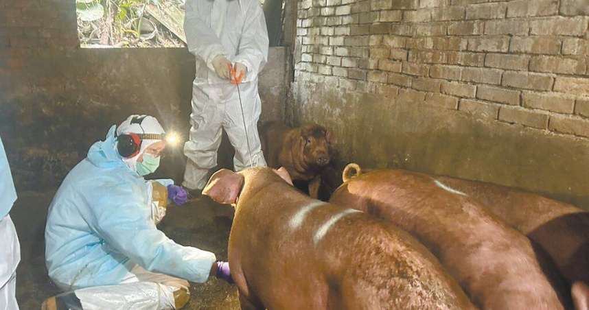 新北市動保處自2023年停打豬瘟疫苗以來，至今年5月20日採血監測豬瘟抗原抗體共計5590件，全部符合防疫規定。（圖／新北市動保處提供／中國時報王揚傑新北傳真）