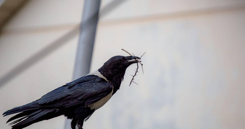 基隆男子住處距離台鐵海科館車站僅6公尺，施放沖天炮驅趕烏鴉時致生鐵路往來危險。（圖／示意圖，pixabay）