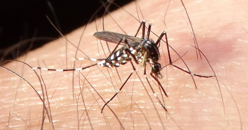 全球今年已累計超過25萬例屈公病病例。（示意圖／翻攝自photoAC）